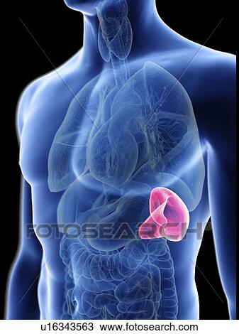 Stock Image - Illustration of a man's spleen.. Fotosearch