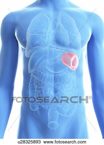 Stock Image - Illustration of a man's spleen.. Fotosearch