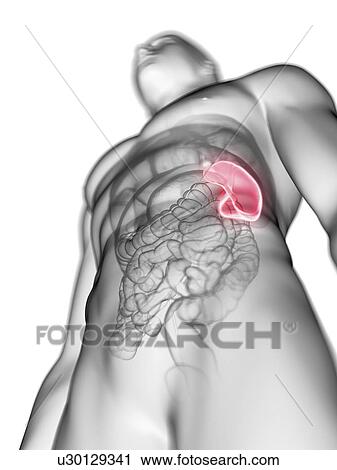 Stock Image - Illustration of a man's spleen.. Fotosearch