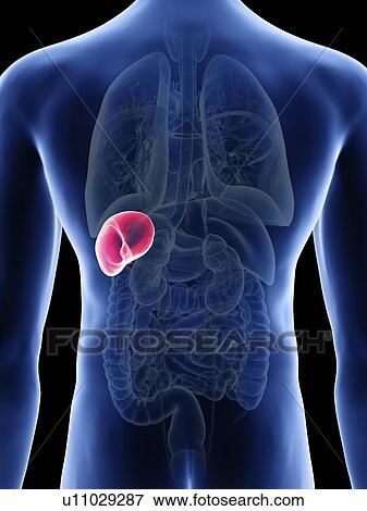 Stock Photo - Illustration of a man's spleen.. Fotosearch