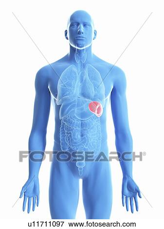 Stock Photo - Illustration of a man's spleen.. Fotosearch
