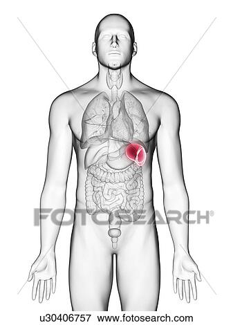 Illustration of a man's spleen. View Large Photo Image Stock Photo - Illustration of a man's spleen.. Fotosearch