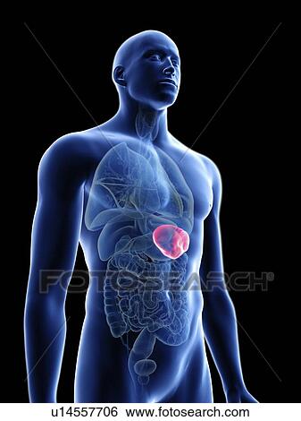 Illustration of a man's spleen. View Large Photo Image Stock Photograph - Illustration of a man's spleen.. Fotosearch