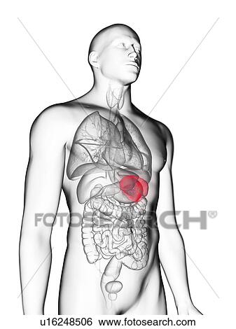 Illustration of a man's spleen. View Large Photo Image Stock Photograph - Illustration of a man's spleen.. Fotosearch