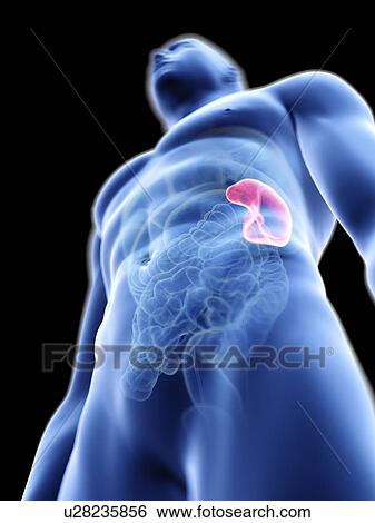 Stock Photograph - Illustration of a man's spleen.. Fotosearch