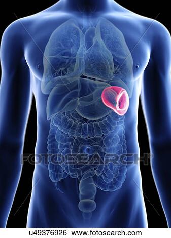 Stock Photograph - Illustration of a man's spleen.. Fotosearch