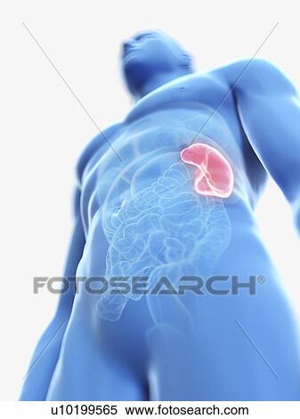 Illustration of a man's spleen. View Large Photo Image Stock Photography - Illustration of a man's spleen.. Fotosearch