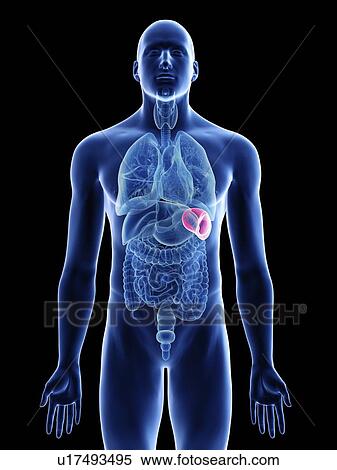 Stock Photography - Illustration of a man's spleen.. Fotosearch