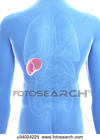Illustration of a man's spleen. View Large Photo Image Stock Photography - Illustration of a man's spleen.. Fotosearch