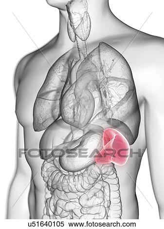 Illustration of a man's spleen. View Large Photo Image Stock Photography - Illustration of a man's spleen.. Fotosearch