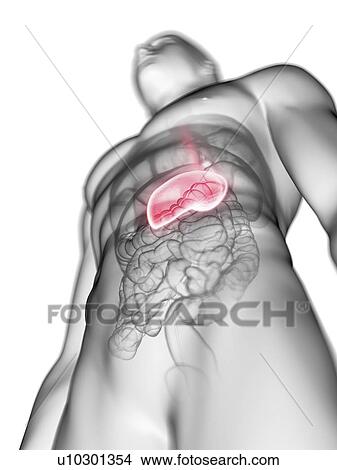 Illustration of a man's stomach. View Large Photo Image Picture - Illustration of a man's stomach.. Fotosearch