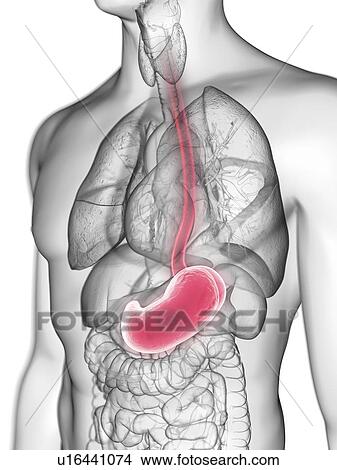 Picture - Illustration of a man's stomach.. Fotosearch