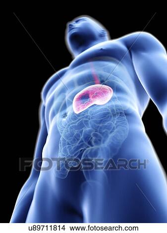 Picture - Illustration of a man's stomach.. Fotosearch