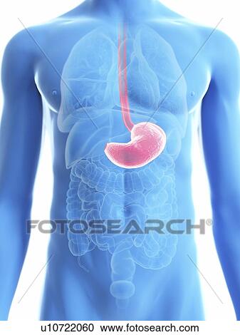 Stock Image - Illustration of a man's stomach.. Fotosearch