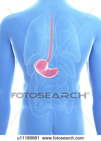 Stock Image - Illustration of a man's stomach.. Fotosearch