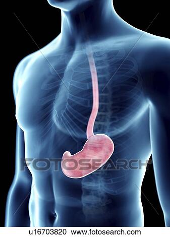 Illustration of a man's stomach. View Large Photo Image Stock Image - Illustration of a man's stomach.. Fotosearch