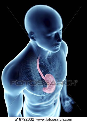 Illustration of a man's stomach. View Large Photo Image Stock Image - Illustration of a man's stomach.. Fotosearch