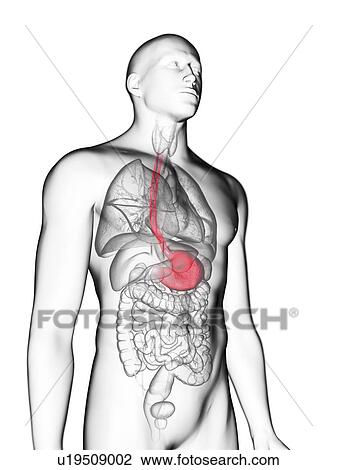 Stock Image - Illustration of a man's stomach.. Fotosearch