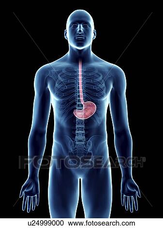 Stock Image - Illustration of a man's stomach.. Fotosearch