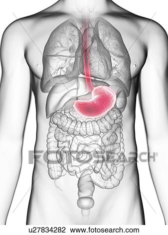 Illustration of a man's stomach. View Large Photo Image Stock Image - Illustration of a man's stomach.. Fotosearch