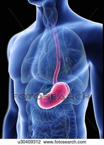Stock Image - Illustration of a man's stomach.. Fotosearch