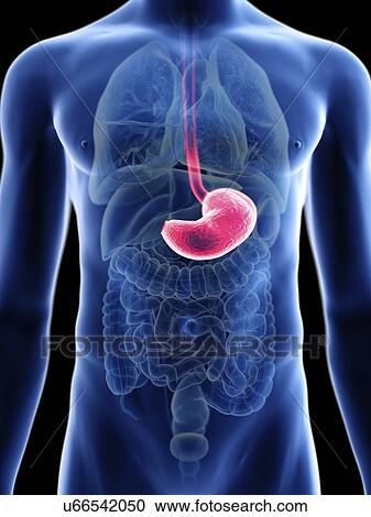 Illustration of a man's stomach. View Large Photo Image Stock Image - Illustration of a man's stomach.. Fotosearch
