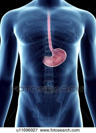 Illustration of a man's stomach. View Large Photo Image Stock Photo - Illustration of a man's stomach.. Fotosearch
