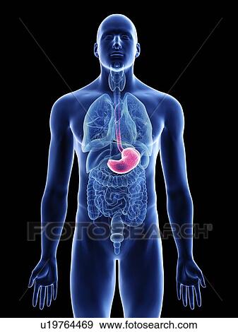 Stock Photo - Illustration of a man's stomach.. Fotosearch