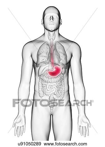 Stock Photo - Illustration of a man's stomach.. Fotosearch