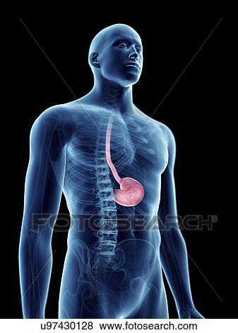 Illustration of a man's stomach. View Large Photo Image Stock Photo - Illustration of a man's stomach.. Fotosearch