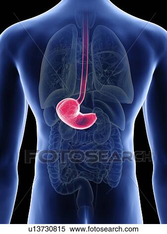 Illustration of a man's stomach. View Large Photo Image Stock Photography - Illustration of a man's stomach.. Fotosearch