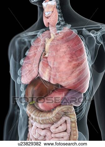 Stock Image - Illustration of a man's thorax anatomy.. Fotosearch