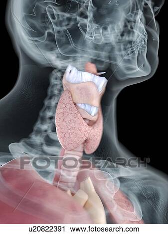 Stock Image - Illustration of a man's throat anatomy.. Fotosearch