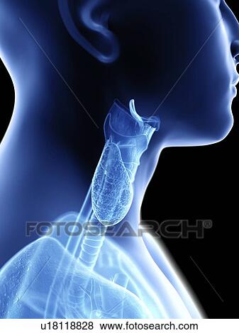Stock Photo - Illustration of a man's throat anatomy.. Fotosearch