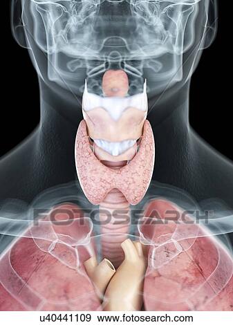 Stock Photo - Illustration of a man's throat anatomy.. Fotosearch