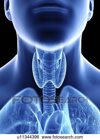 Illustration of a man's throat anatomy. View Large Photo Image Stock Photograph - Illustration of a man's throat anatomy.. Fotosearch