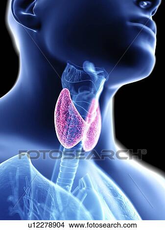 Picture - Illustration of a man's thyroid gland.. Fotosearch