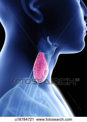 Stock Image - Illustration of a man's thyroid gland.. Fotosearch