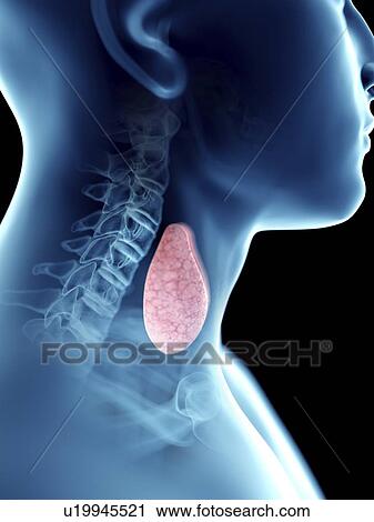 Stock Image - Illustration of a man's thyroid gland.. Fotosearch