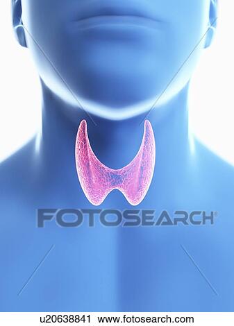 Stock Image - Illustration of a man's thyroid gland.. Fotosearch
