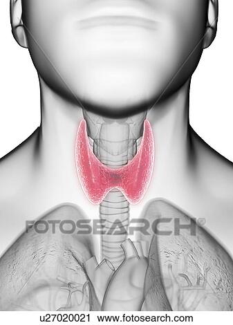 Stock Image - Illustration of a man's thyroid gland.. Fotosearch