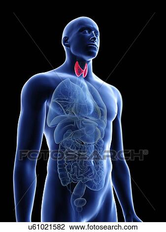 Illustration of a man's thyroid gland. View Large Photo Image Stock Image - Illustration of a man's thyroid gland.. Fotosearch