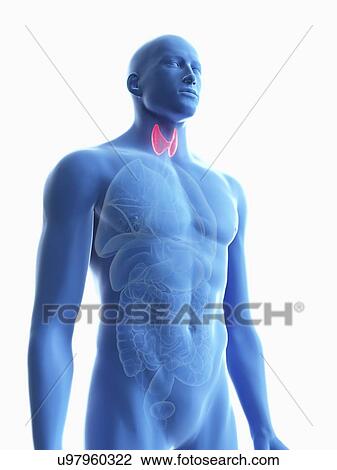 Stock Image - Illustration of a man's thyroid gland.. Fotosearch
