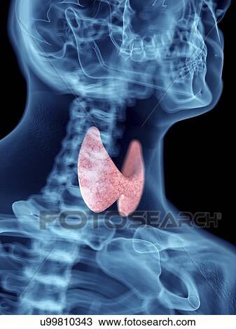 Stock Image - Illustration of a man's thyroid gland.. Fotosearch