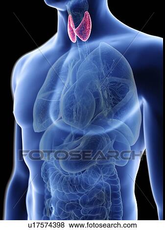 Stock Photo - Illustration of a man's thyroid gland.. Fotosearch