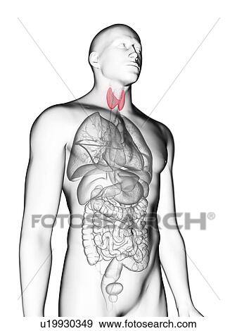 Stock Photo - Illustration of a man's thyroid gland.. Fotosearch