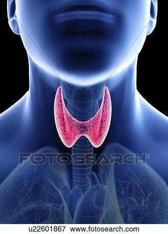 Stock Photo - Illustration of a man's thyroid gland.. Fotosearch