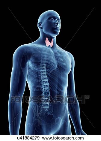 Stock Photo - Illustration of a man's thyroid gland.. Fotosearch