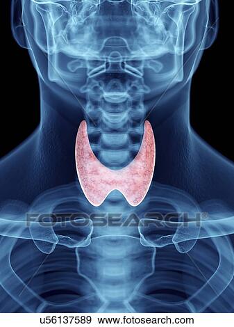 Stock Photo - Illustration of a man's thyroid gland.. Fotosearch