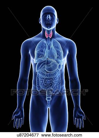 Stock Photo - Illustration of a man's thyroid gland.. Fotosearch
